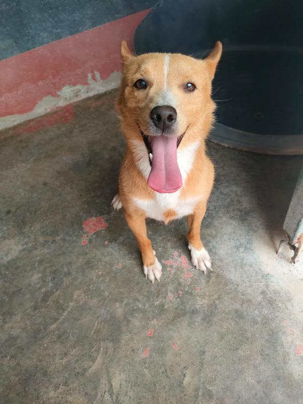 🐾 MAMBO – DAL CANILE AL TUO CUORE 🐾 Foto 6